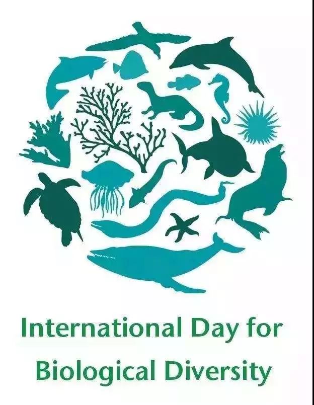 未来可期|生物多样性国际日,四岁娃娃这样过