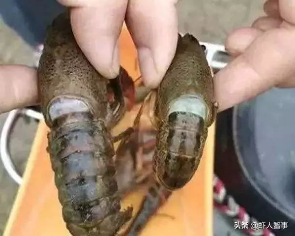 纤毛虫危害大,稍不注意将导致小龙虾脱壳失败,诱发其他病害,甚至引起