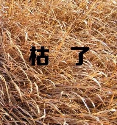 一首凉凉送给自己
