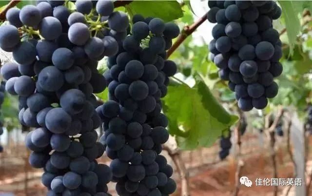 走,跟着佳伦英语一起去农场摘水果!