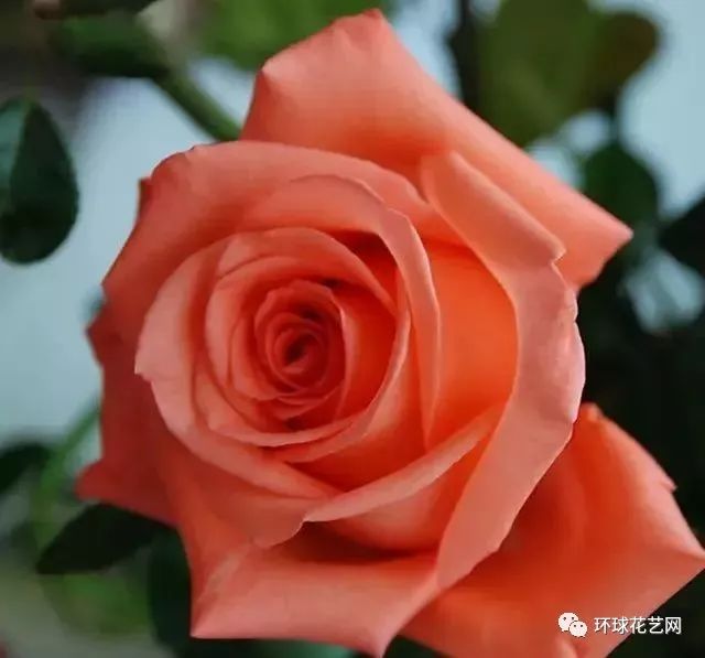 玫瑰花语大全,520让你明明白白他的心!