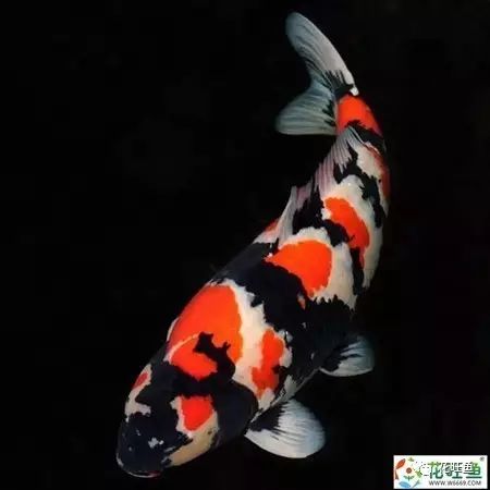 锦鲤鱼缸不能放置什么物品? bbin电子平台