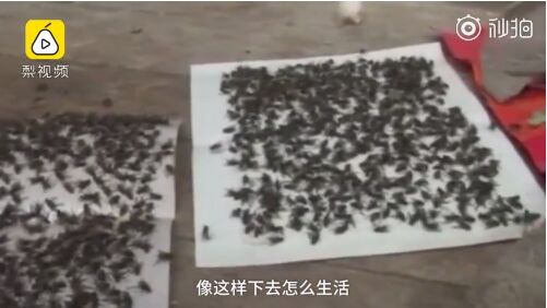 1,苍蝇因携带多种病原微生物传播而危害人类.