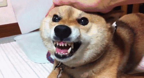 怎么测小狗有没有狂犬病毒 289fcfe6046941c59bb9dae6f7207365.jpeg