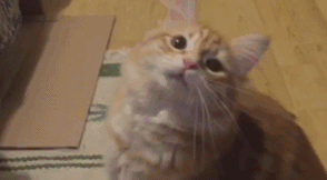 2bde2efb9c794ab785a57421faac7ee6.gif