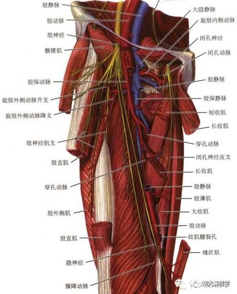 最全的神经丛及功能