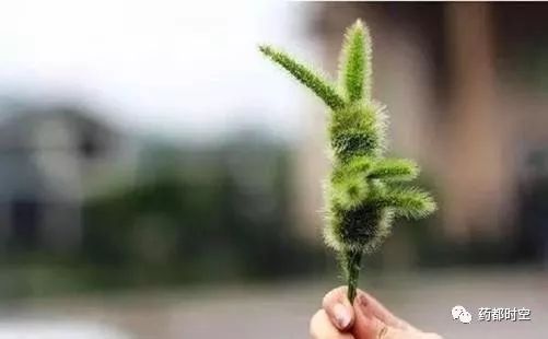 荐读|泡桐花帽项链,狗尾巴草戒指,柳条口哨……这些"限量版"玩具,你还