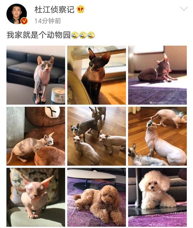 恭喜霍思燕当太姥姥嗯哼当舅舅无毛猫小玉的女儿也生孩子了