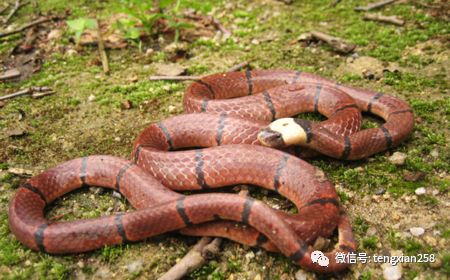 梦到蛇和死人什么征兆？解码潜意识中的隐秘信号