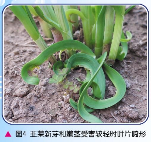 韭菜迟眼蕈蚊韭蛆绿色防控技术