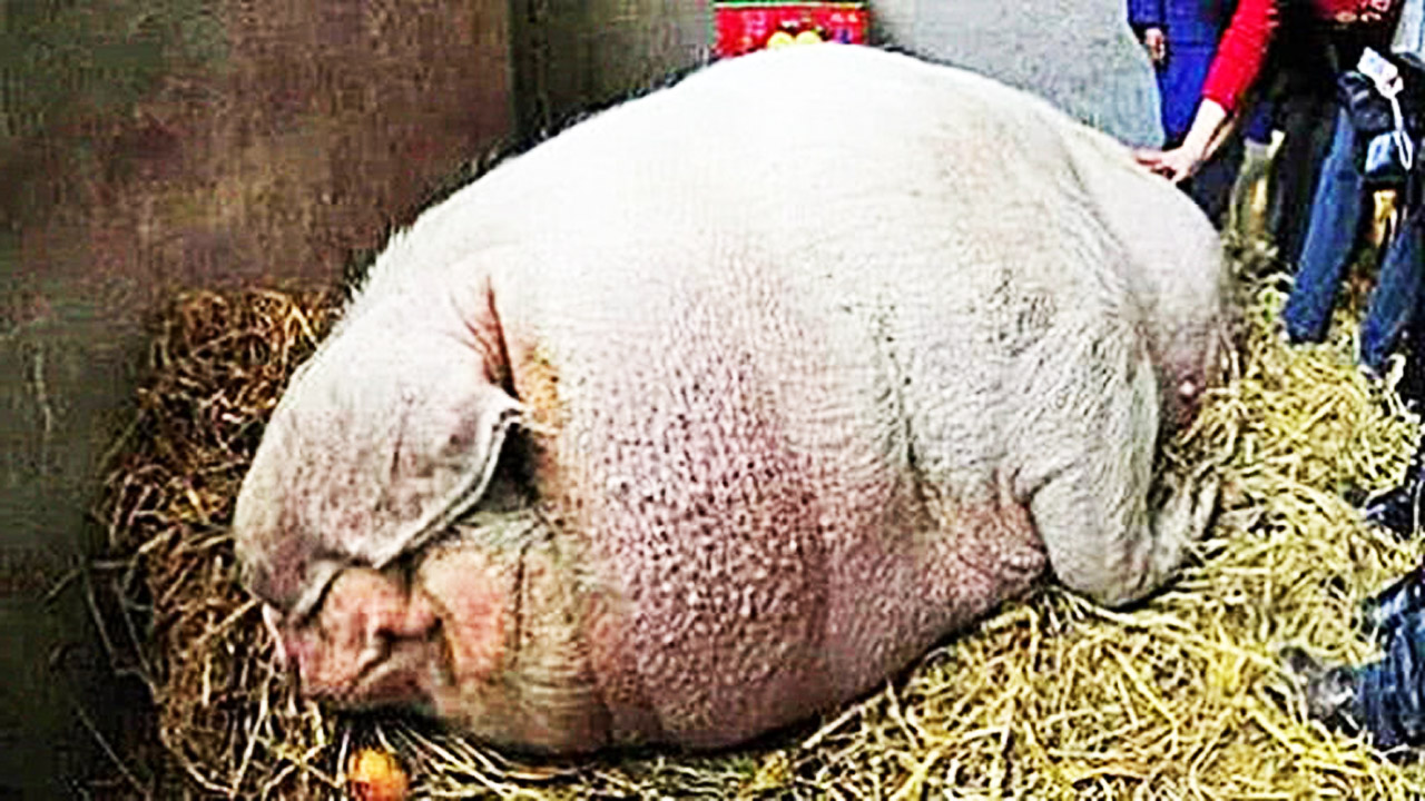 世界上最大的猪,人称"猪霸王",网友:这肉够我烤5年!