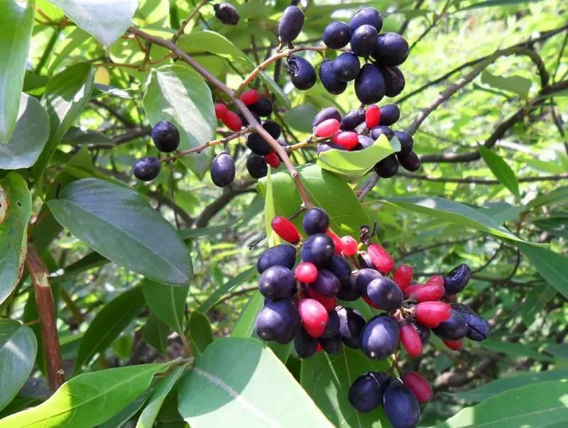 绿植丨勾儿茶是什么茶金丝桃又是什么桃