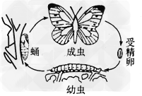 双语故事毛毛虫去哪儿了