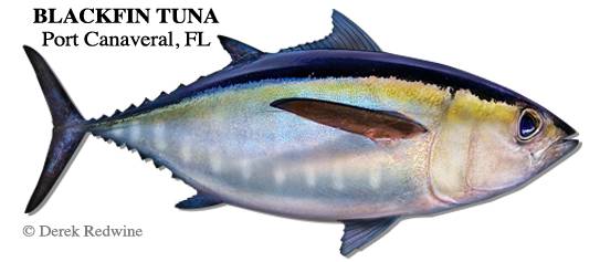 黑鳍金枪鱼 blackfin tuna (thunnus atlanticus) 体长:最长1米,最重