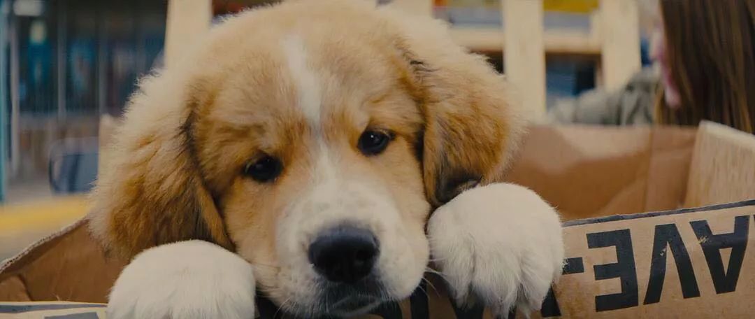 治愈时刻狗狗 7c7e533ab05145378f5acad4663a95cc.jpeg