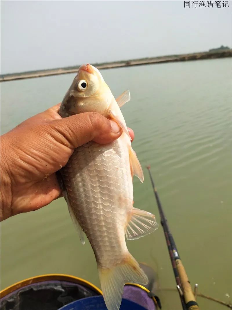 这尾鲫鱼咋样,黄河里土生土长的大鲫鱼