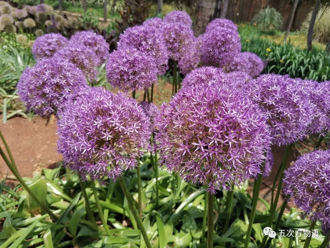 头花蓼怎么读