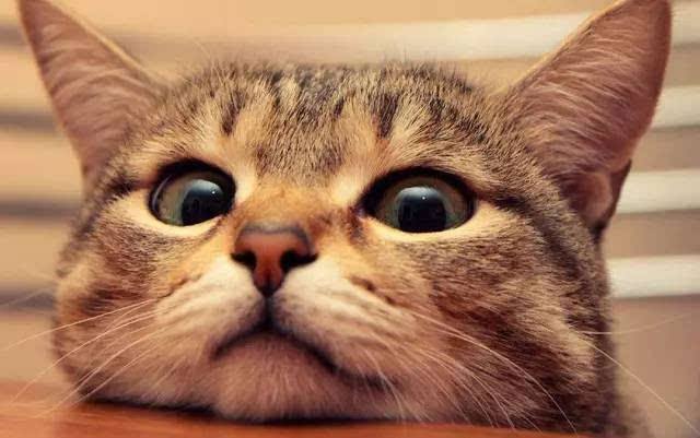 怎么可以不让猫咪怀孕 a4178209db71438a8cda238eeef3b914.jpeg