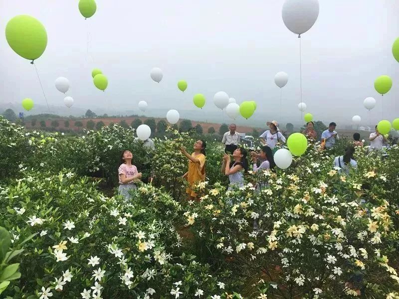 踏青赏花,来栀子花海就对了.
