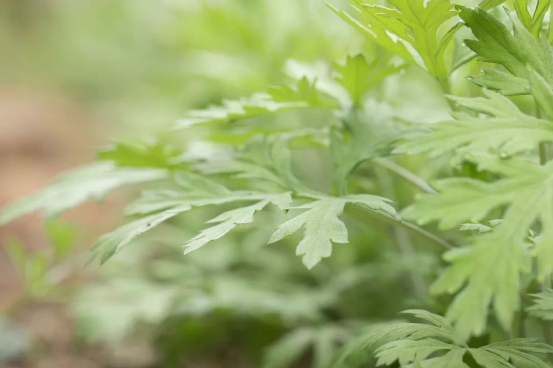 什么时候的艾草阳气最重 ab9133f0982b4a319f3670021ae7f558.jpeg