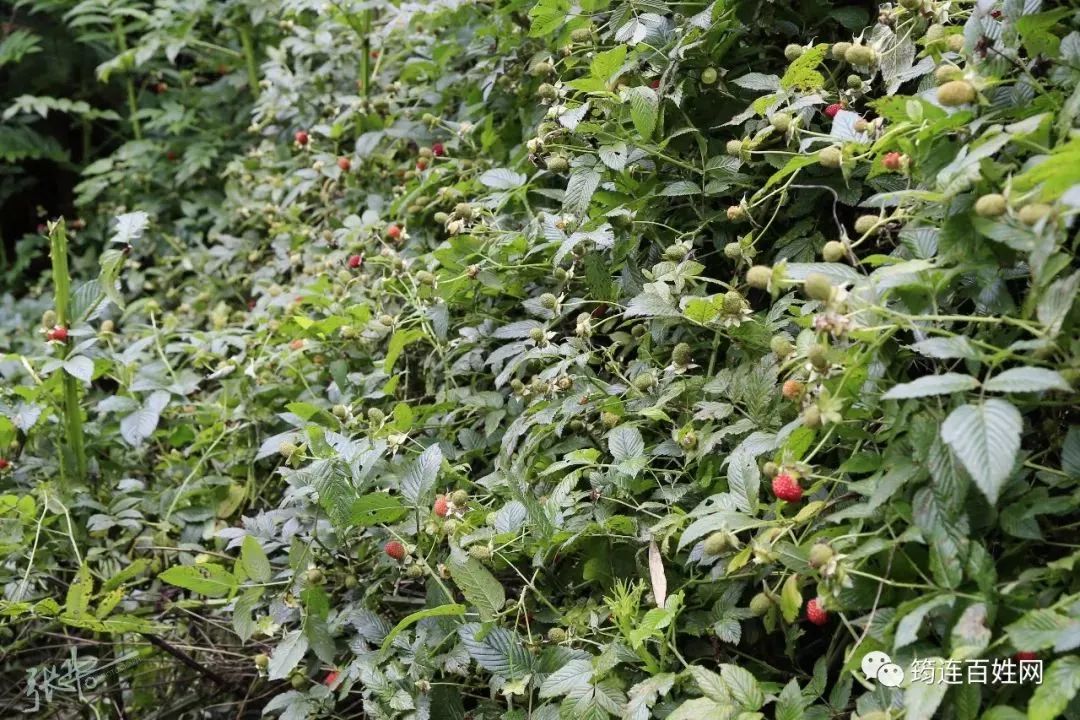 宜宾这个地方满山"鸡蛋萢儿"熟了!超美味,赶紧约起来