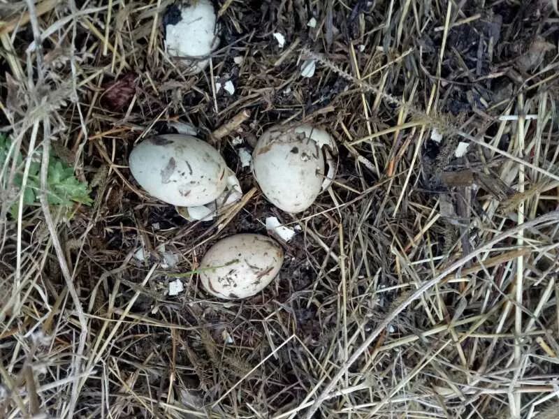 途中遇到草窝中的野鸭蛋,拍了一张,继续前进,让它们继续繁殖.