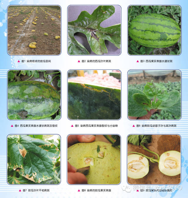 【作物病害】西甜瓜种传细菌性果斑病综合防控技术