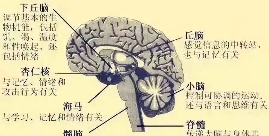 稳定情绪的药有用吗 c1eea665637240c7a2fe1f4956b6cb60.jpeg