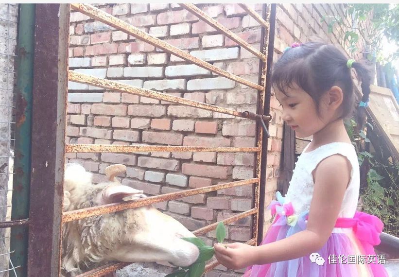 走,跟着佳伦英语一起去农场摘水果!