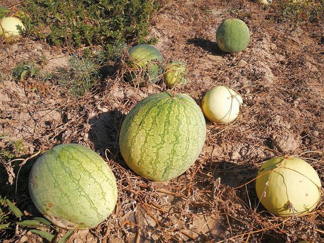 西瓜怎么种植才会最好 c471089e1e024ea5b6d90211a6c8be05.jpeg