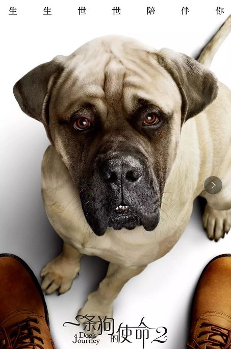 正在热映【一条狗的使命2】全新的使命,不变的