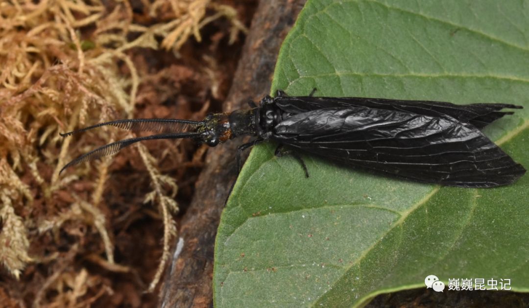 虫谱大观华鱼蛉属sinachauliodes