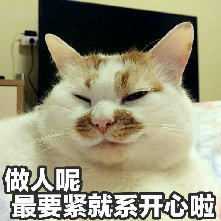 表情包"不爽猫"去世,我们对猫的热爱仍在延续