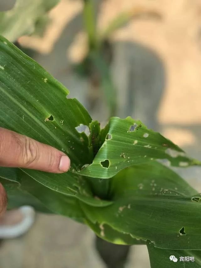 外来害虫"粮食杀手"来宾阳了,一天啃光一片玉米地!