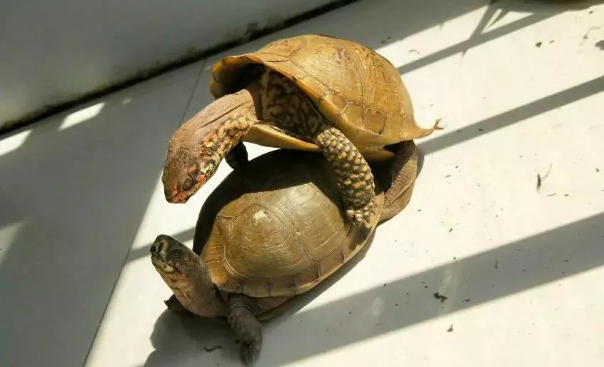 三趾箱龟 | 内敛外张的朴素之美