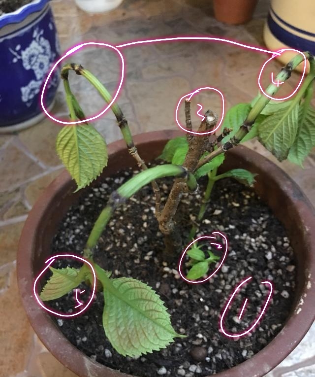 原创绣球花盆栽越长越弱不开花而且枝条下垂叶片萎蔫,该怎么办呢?