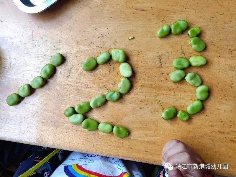 新港城幼儿园学习故事蚕豆丰收了