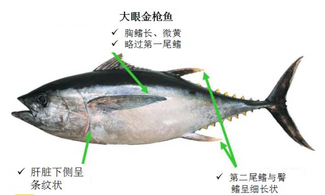 全球60多种金枪鱼你都知道么