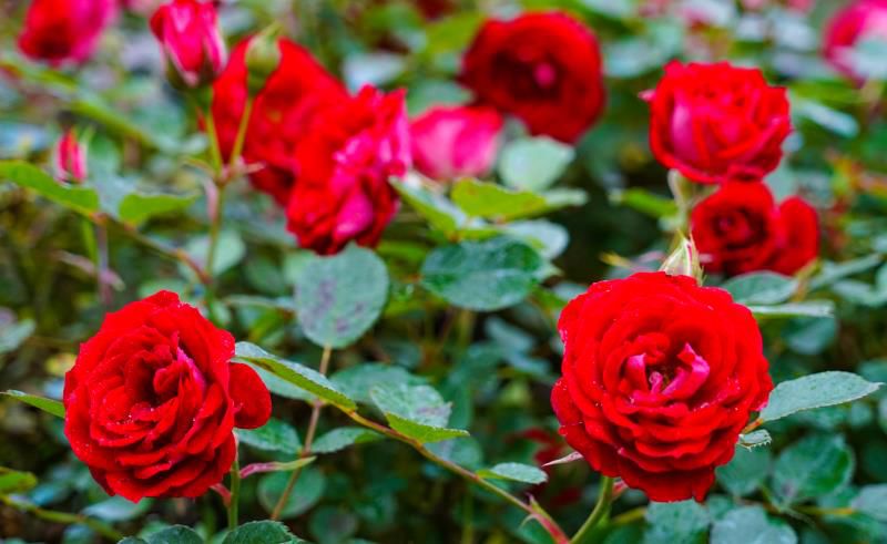 给你最浪漫的利川520:200亩玫瑰盛放礼赞爱情!_花海