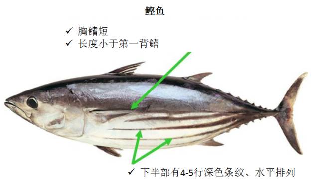 黑鳍金枪鱼 blackfin tuna (thunnus atlanticus) 体长:最长1米,最重