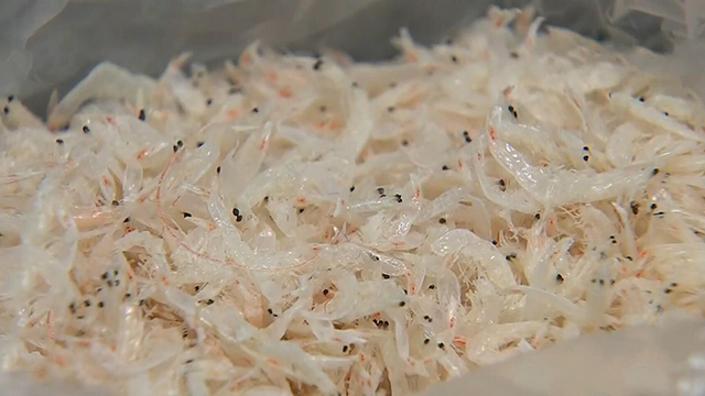 比较大的虾皮 e6ce78704374444f96114a0425957b58.jpeg