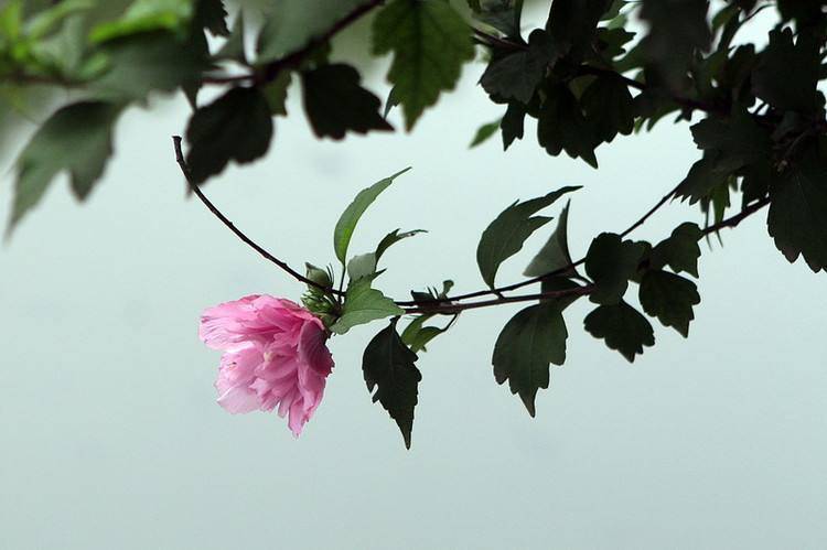 木槿花诗词精选二十四首劝君莫种木槿花朝荣暮落堪咨嗟