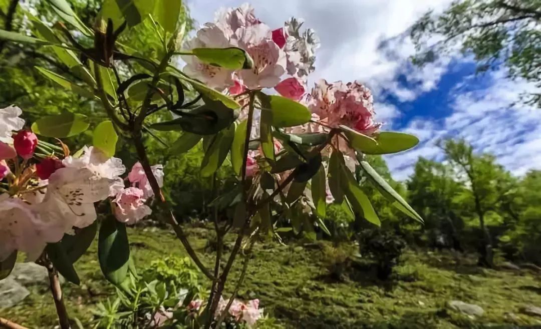 深藏川西的"小瑞士",在葱郁森林中洗肺纳凉,相遇高山精灵羊角花