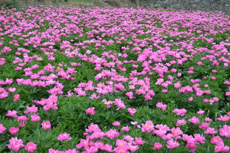 大美巩义:五月花神数芍药 韵沟芍药正当时