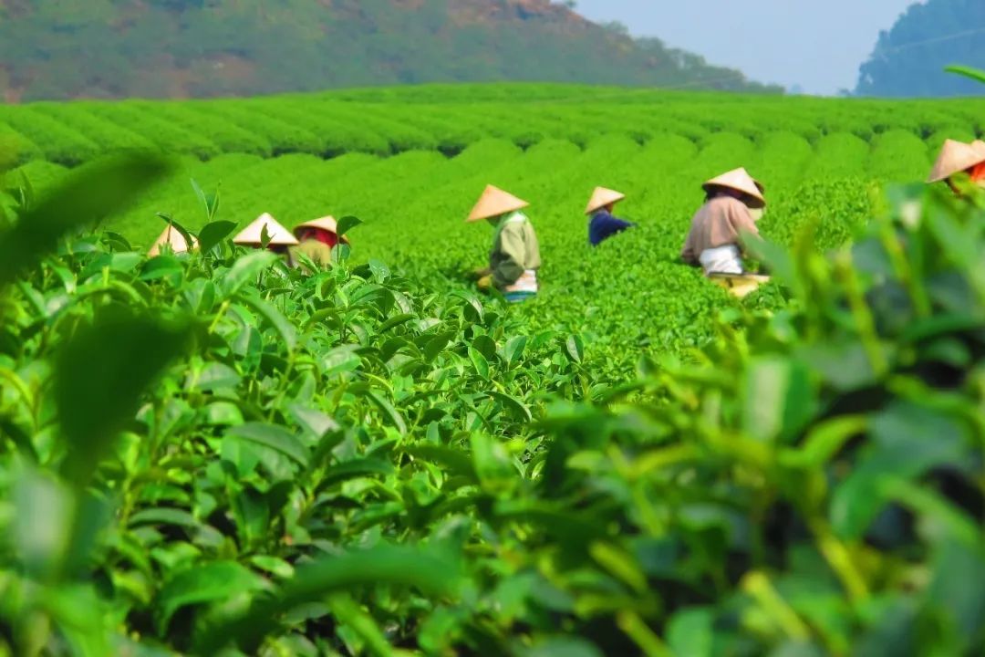 西坪镇最美的莫过于大片大片的茶田了.