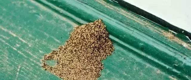 在吞食木材之后,干木白蚁通常会排出 棕色颗粒状的粪便.