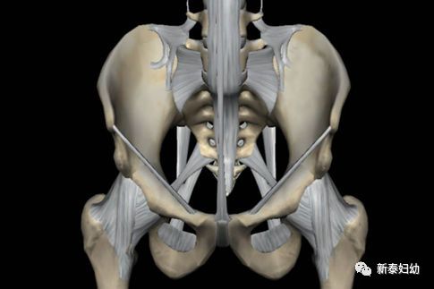 骨盆 骨盆韧带后面观维持骨盆稳定的主要是由肌肉和韧带关节可以微微