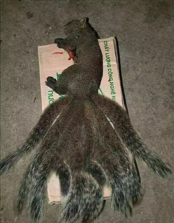 世上什么动物没有尾巴 07588ce2cbc8492dbb72b9f32dc12399.jpeg