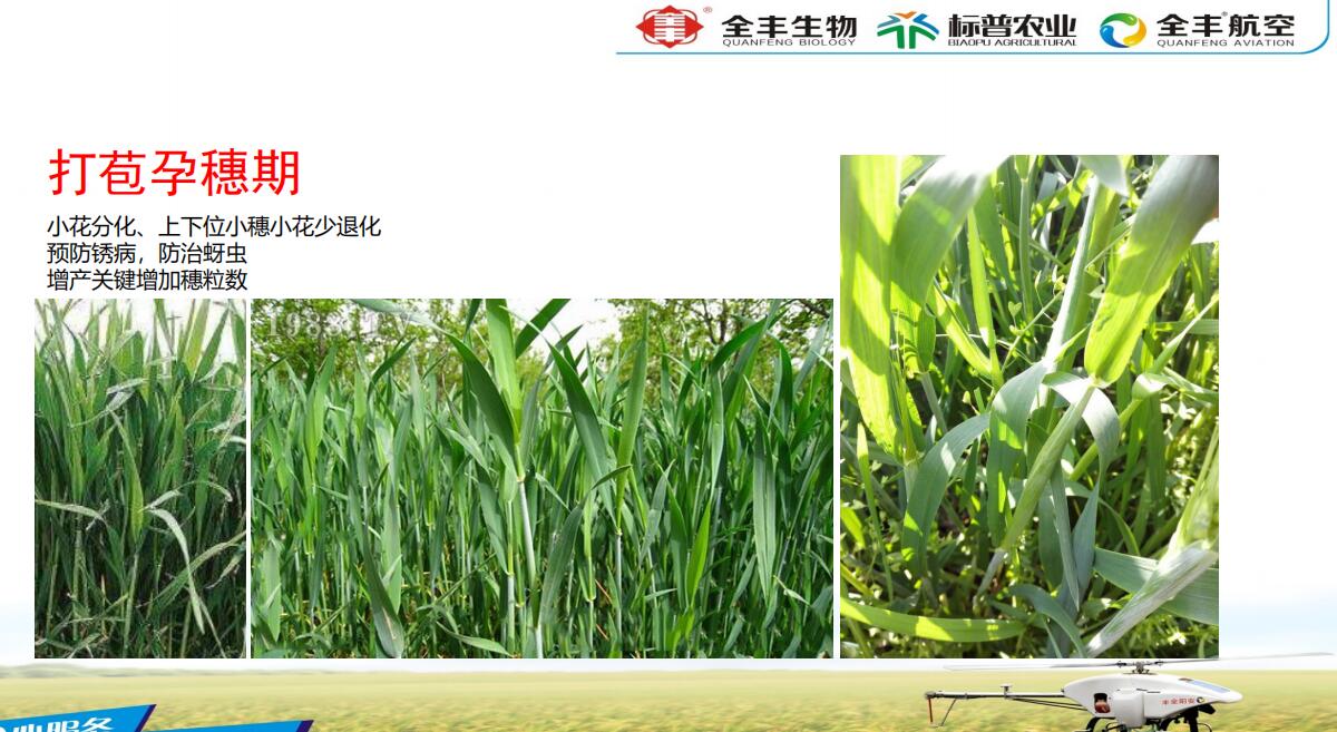 标普增冠在小麦上的使用方法