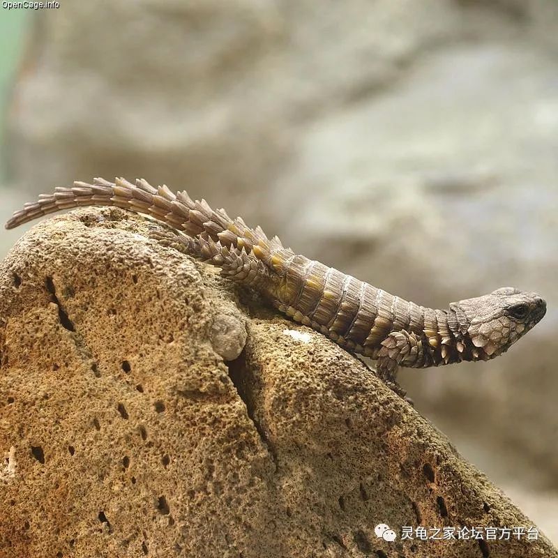 南非犰狳蜥全身背着重装甲的蜥蜴